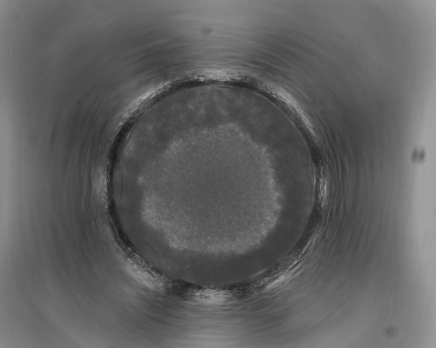 X0000096720444200802261658