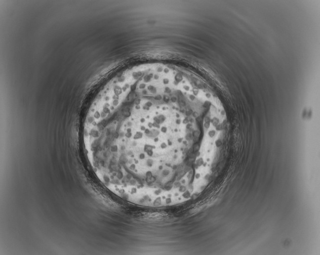 X0000096720446200802261658