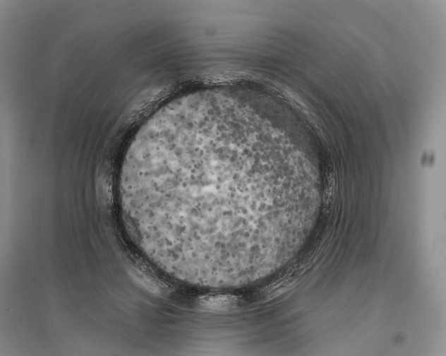 X0000096720452200802261658