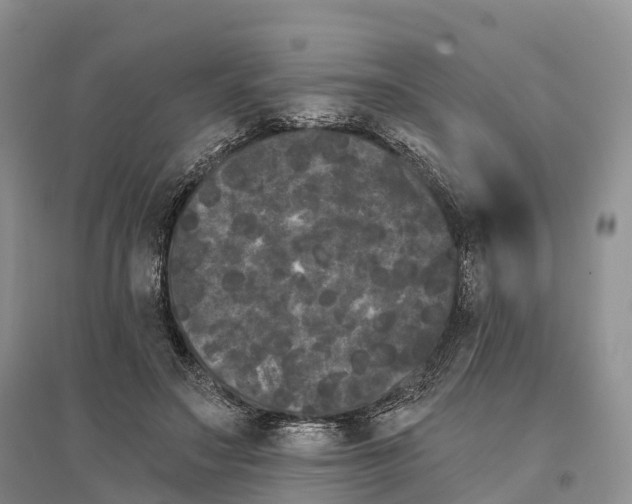 X0000096720499200802261657