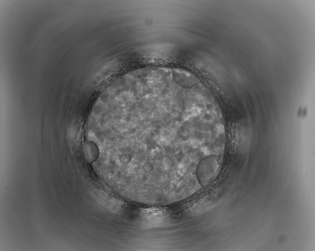 X0000096720511200802261657