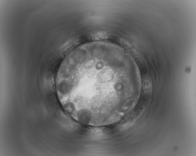 X0000096720523200802261657