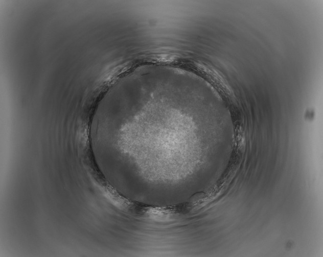 X0000096720568200802261657