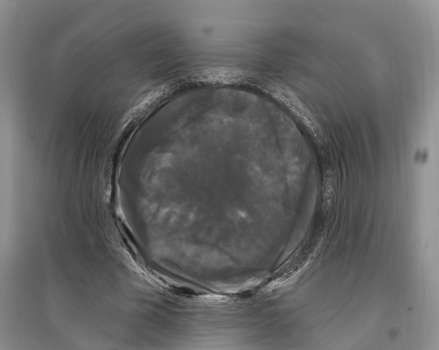 X0000096720585200802261656