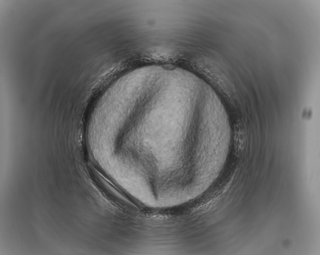 X0000096720593200802261656