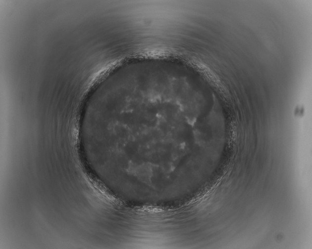 X0000096720640200802261655