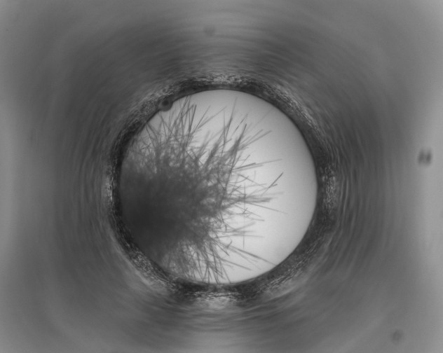 X0000096720643200802261655