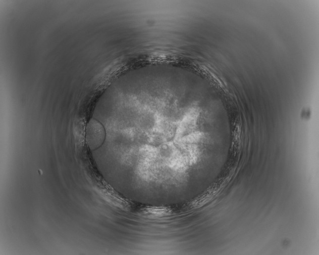 X0000096720659200802261655