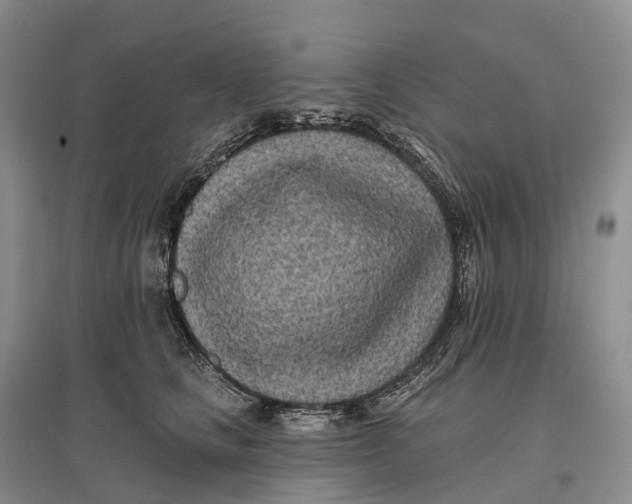 X0000096720661200802261655