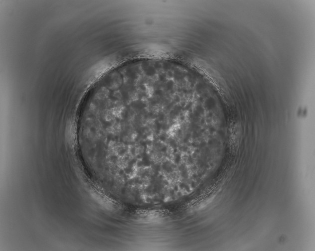 X0000096720679200802261654