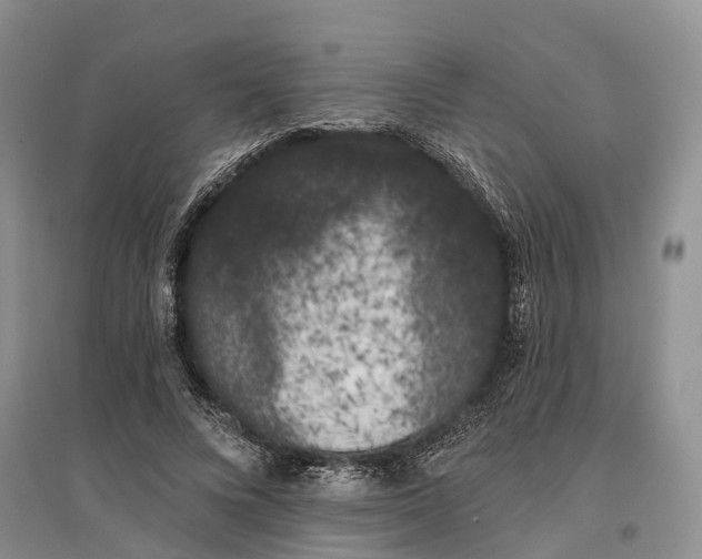 X0000096720688200802261654