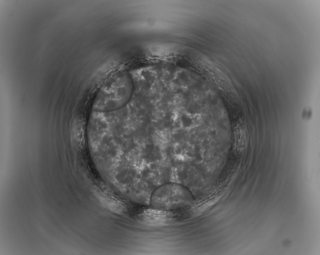 X0000096720699200802261654