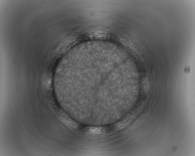 X0000096720709200802261654