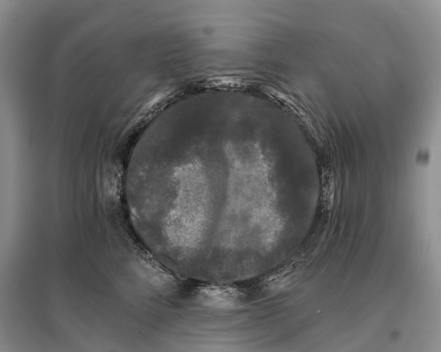 X0000096720712200802261654