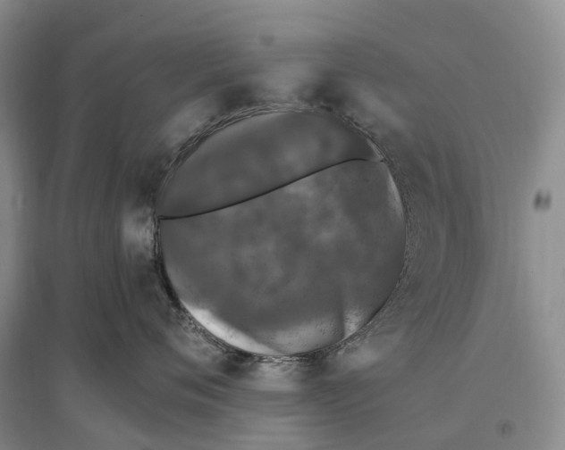 X0000096720720200802261654