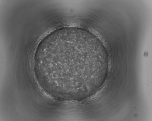 X0000096720721200802261653