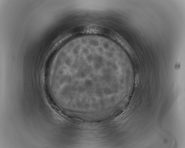 X0000096720722200802261653