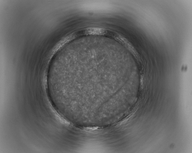 X0000096720725200802261653