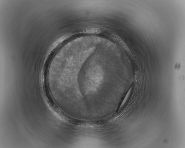 X0000096720726200802261653