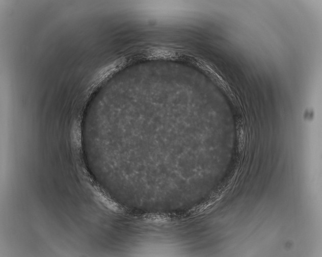 X0000096720729200802261653