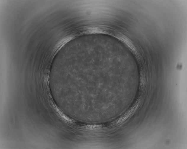 X0000096720793200802261652