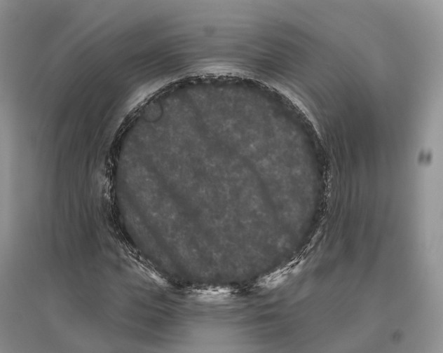 X0000096720823200802261651