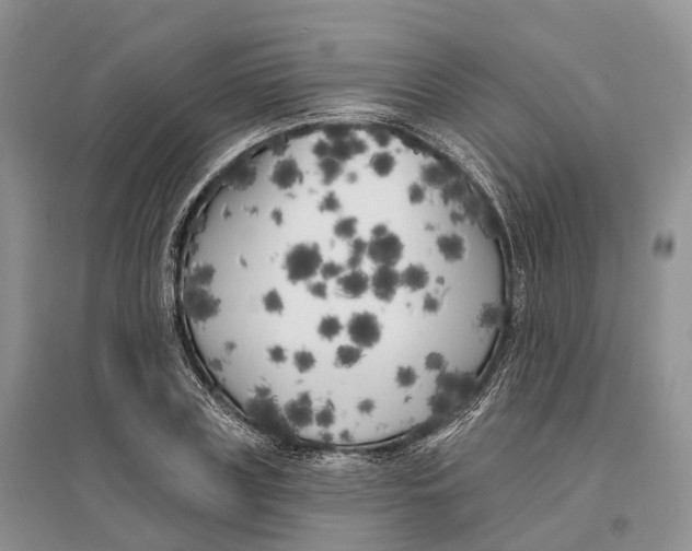 X0000096720835200802261652