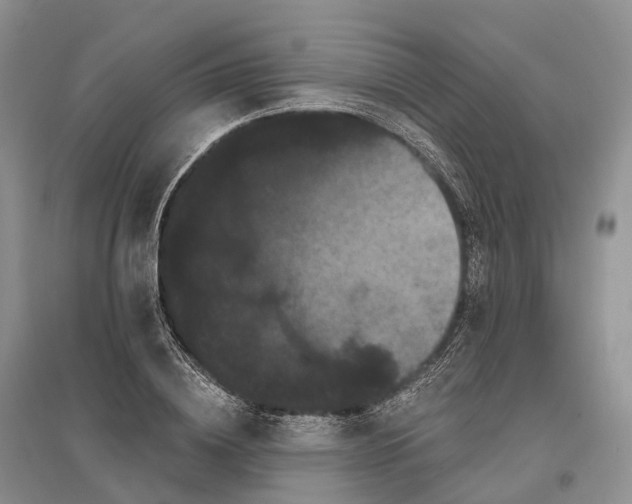 X0000096720836200802261652