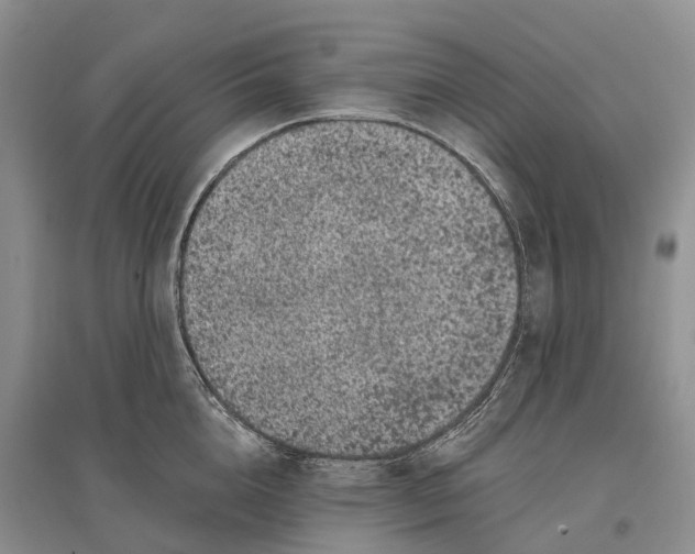 X0000096720856200802261652