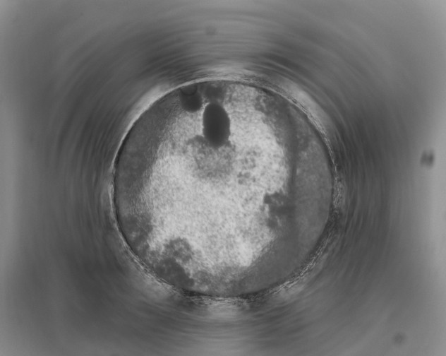 X0000096720899200802261651