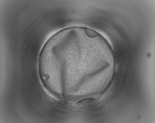 X0000096720903200802261650