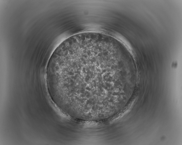 X0000096720907200802261650