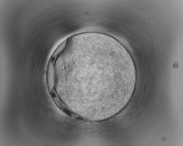 X0000096720912200802261650