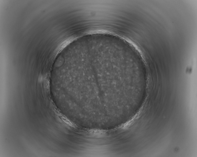 X0000096720921200802261650