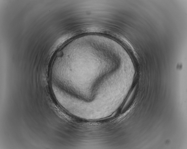 X0000096720930200802261650