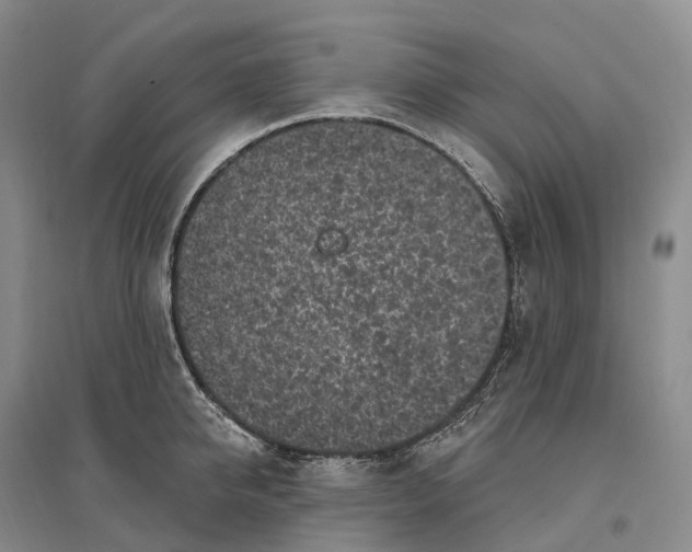 X0000096720950200802261650