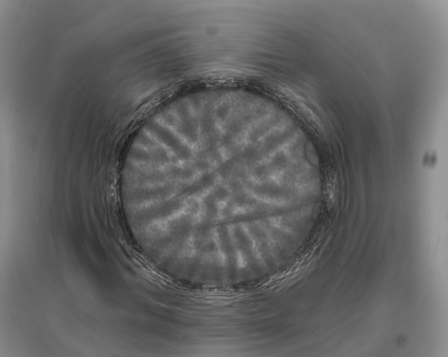 X0000096720964200802261649