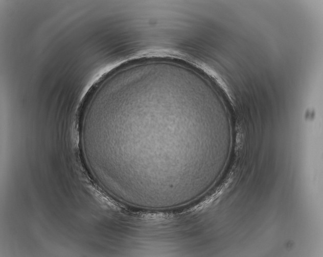 X0000096720973200802261649