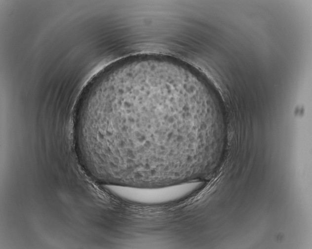 X0000096720975200802261649