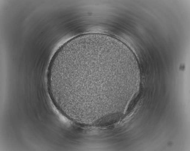 X0000096720995200802261649