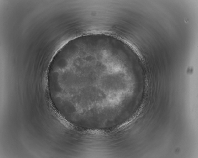 X0000096721023200802261648