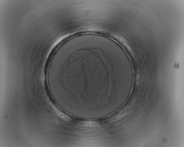 X0000096721024200802261648