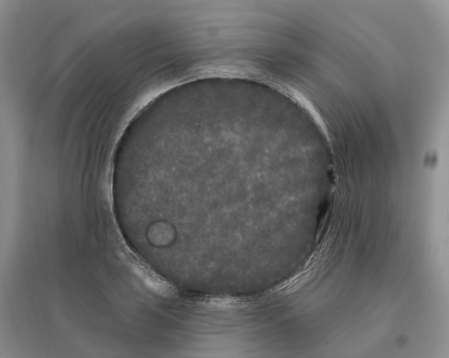 X0000096721035200802261648