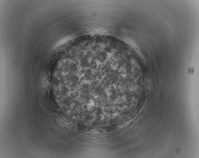 X0000096721063200802261648