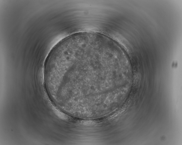 X0000096721079200802261648