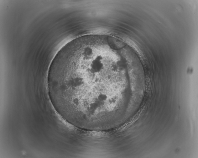 X0000096721087200802261647