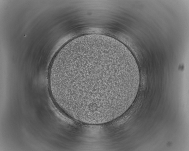 X0000096721090200802261647