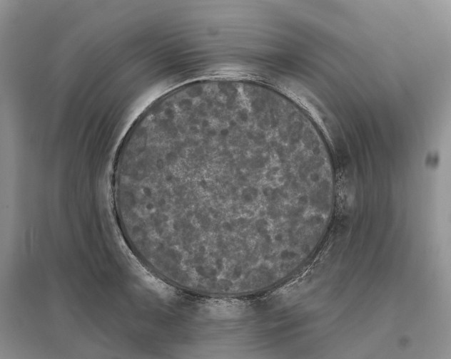 X0000096721091200802261647