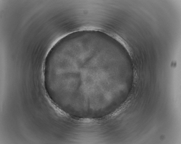 X0000096721124200802261647