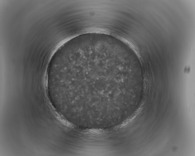 X0000096721125200802261647